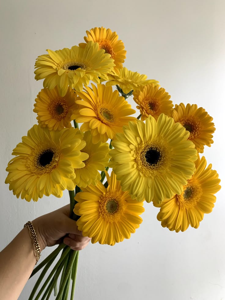 Hoa Đồng Tiền Vàng