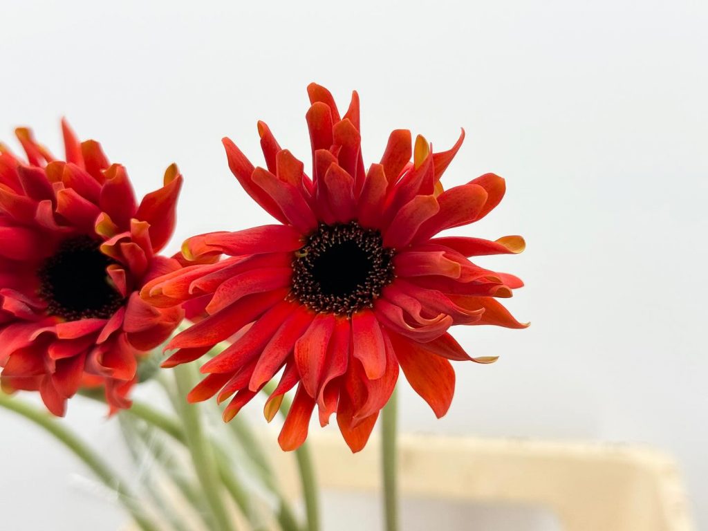 Hoa Đồng Tiền Cánh Xoăn Đỏ