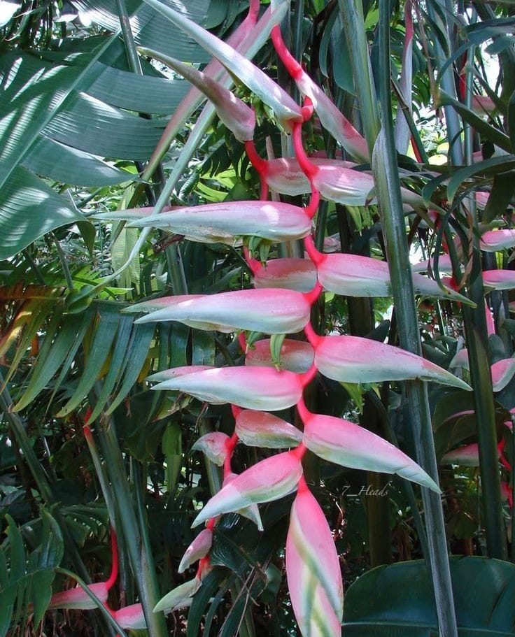 Hoa Chuối Pháo Hồng