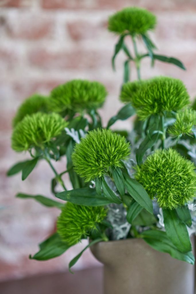 Hoa Green Wicky