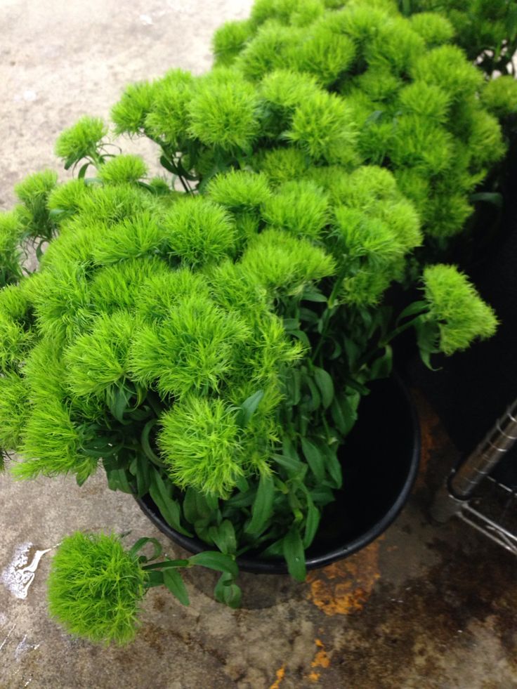 Hoa Green Wicky