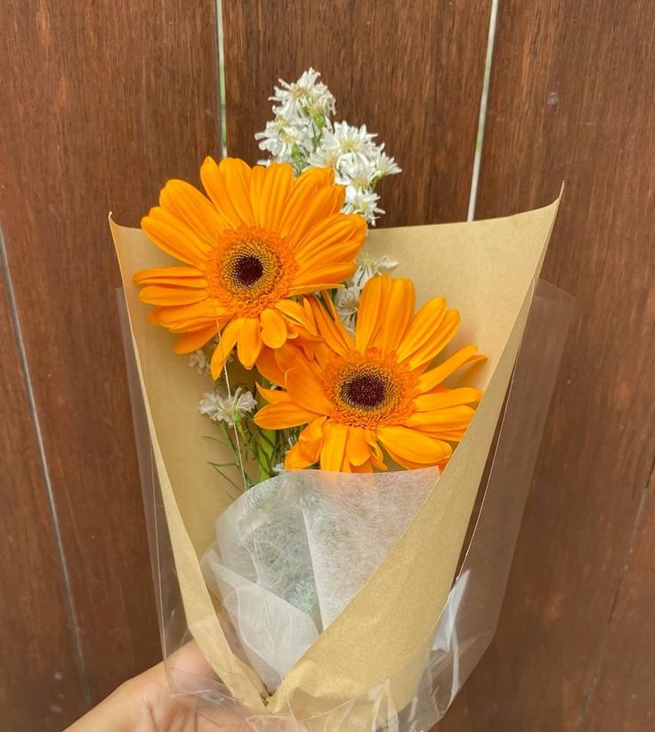 Hoa Đồng Tiền 