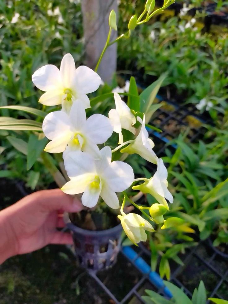 Lan Denro Trắng