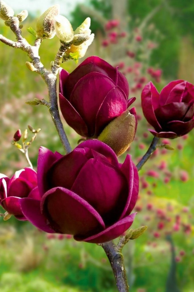 Hoa Mộc Lan Đỏ Tím