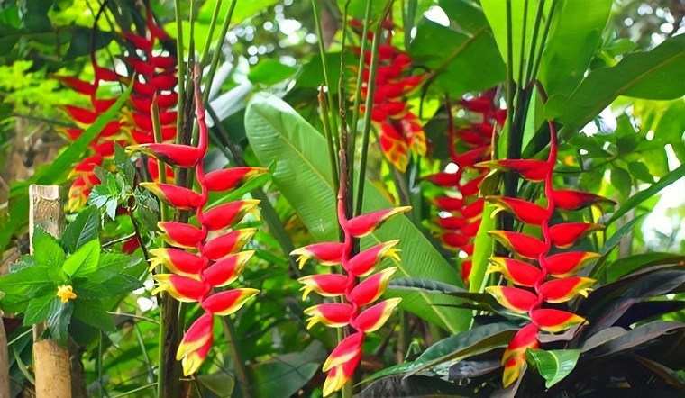 Hoa Chuối Pháo 