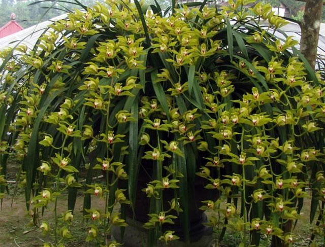 Hoa Địa Lan Trần Mộng