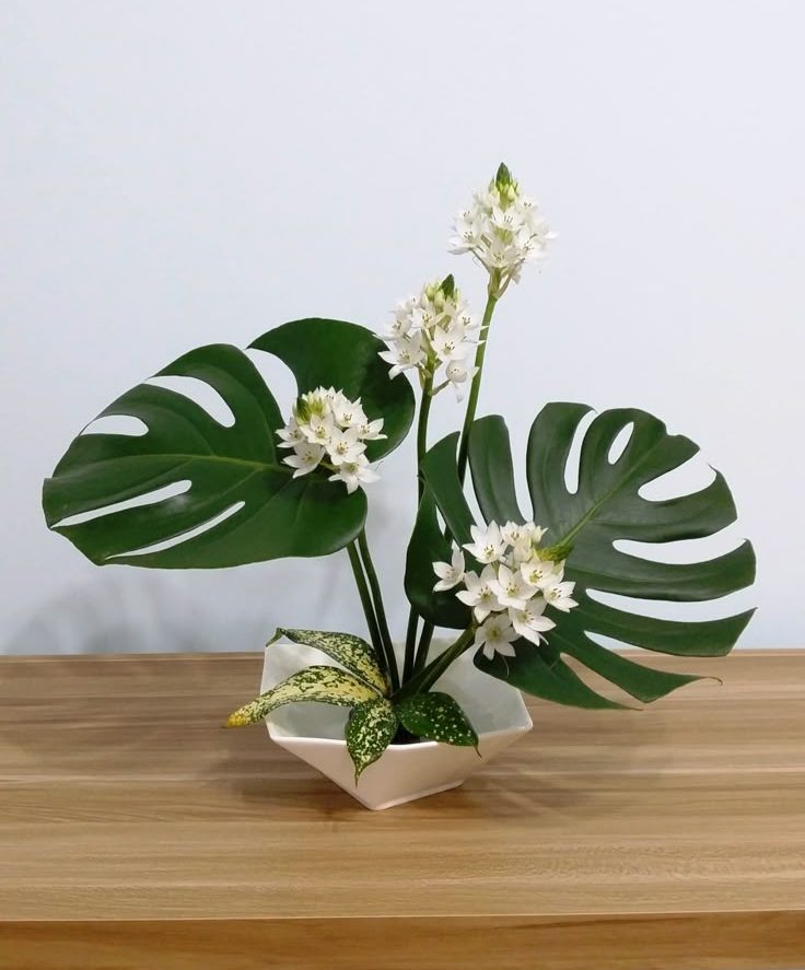 Lá Trầu Bà Nam Mỹ