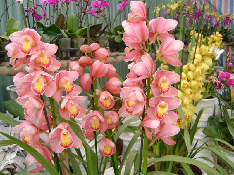 Hoa Địa Lan