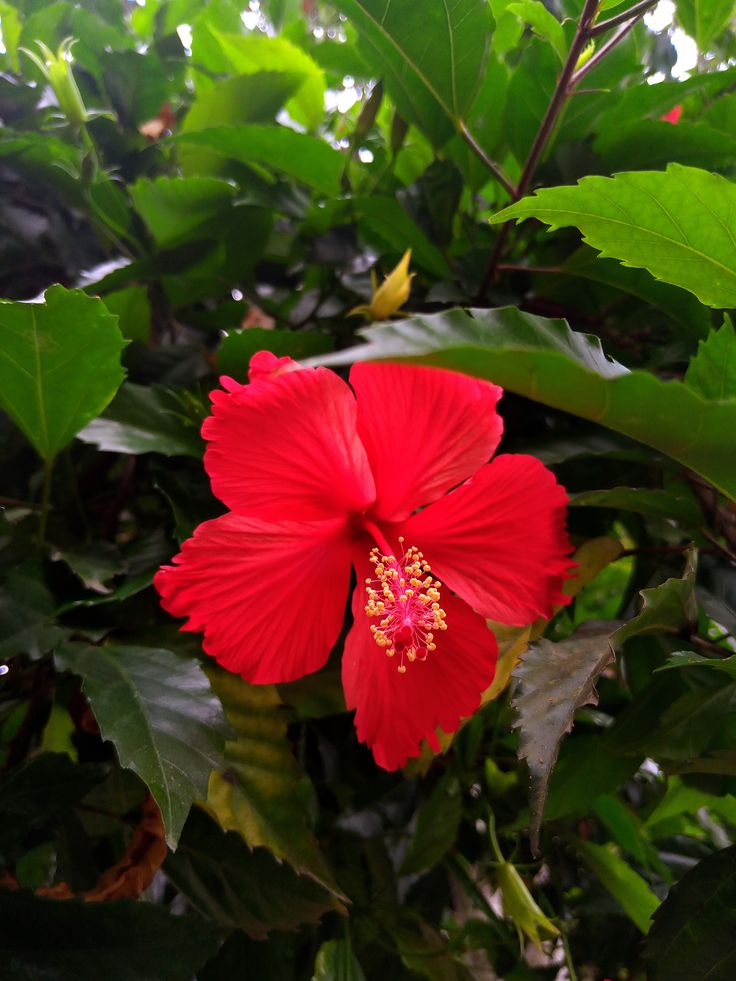 Hoa Dâm Bụt 