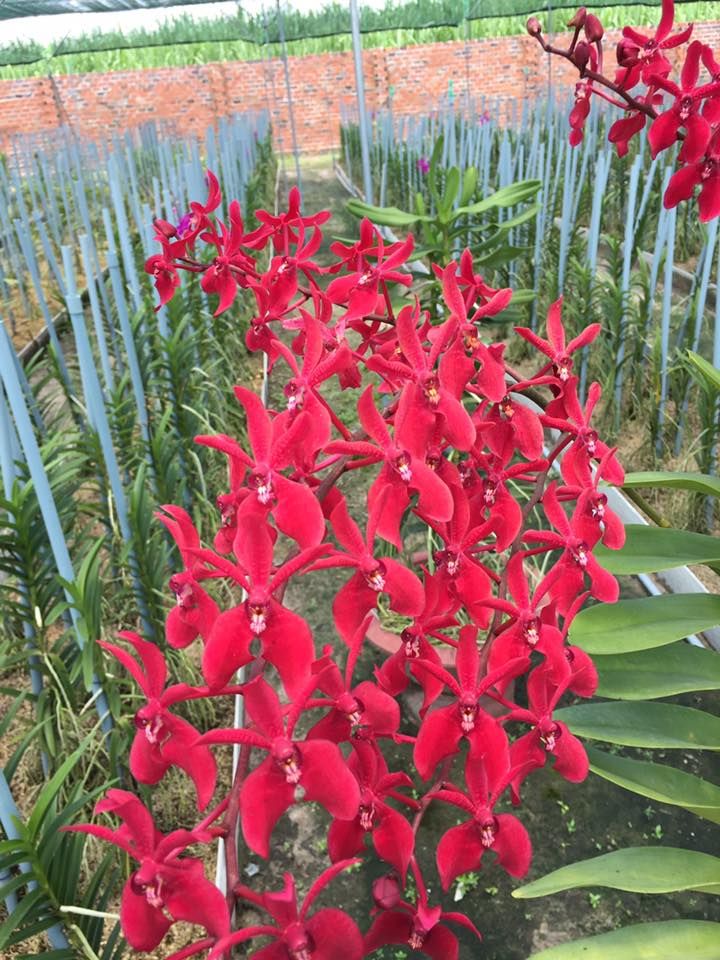 Hoa Lan Huyết Nhung