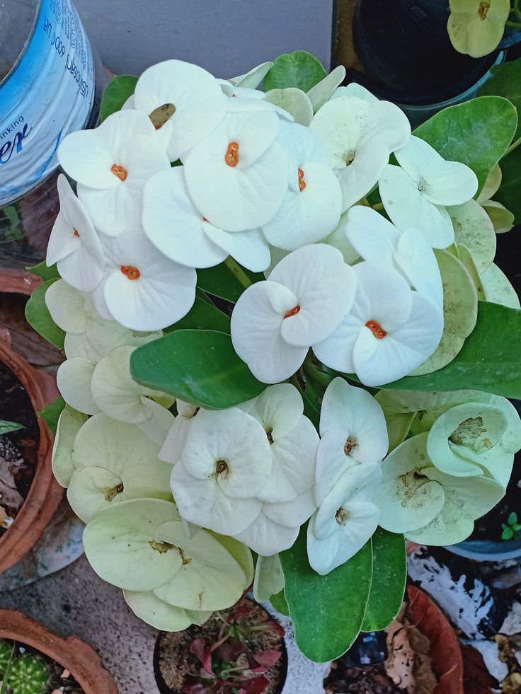 Hoa Bát Tiên Trắng