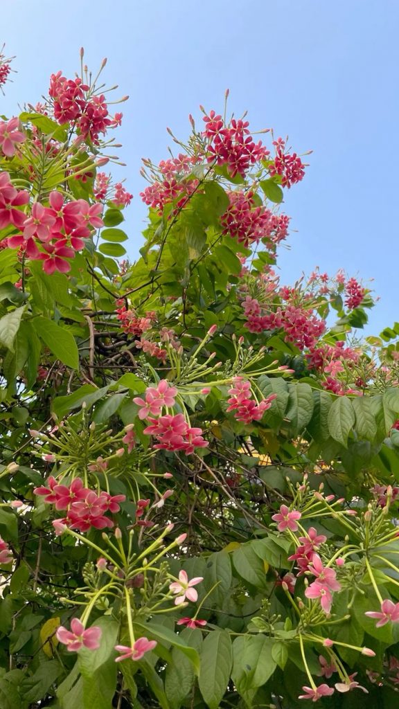 Hoa Sử Quân Tử