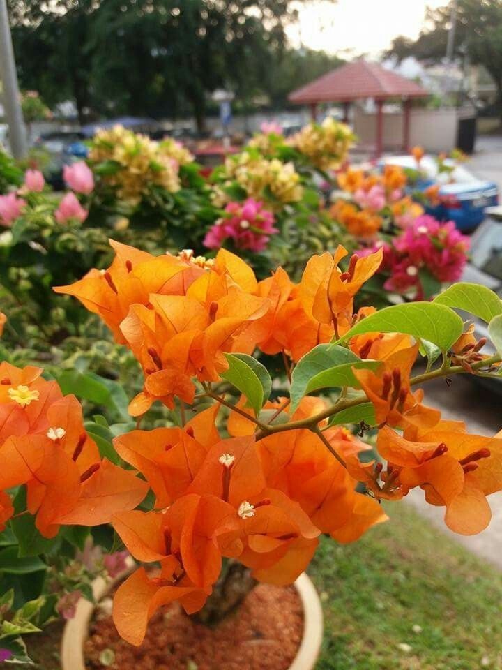 Hoa Giấy Thái
