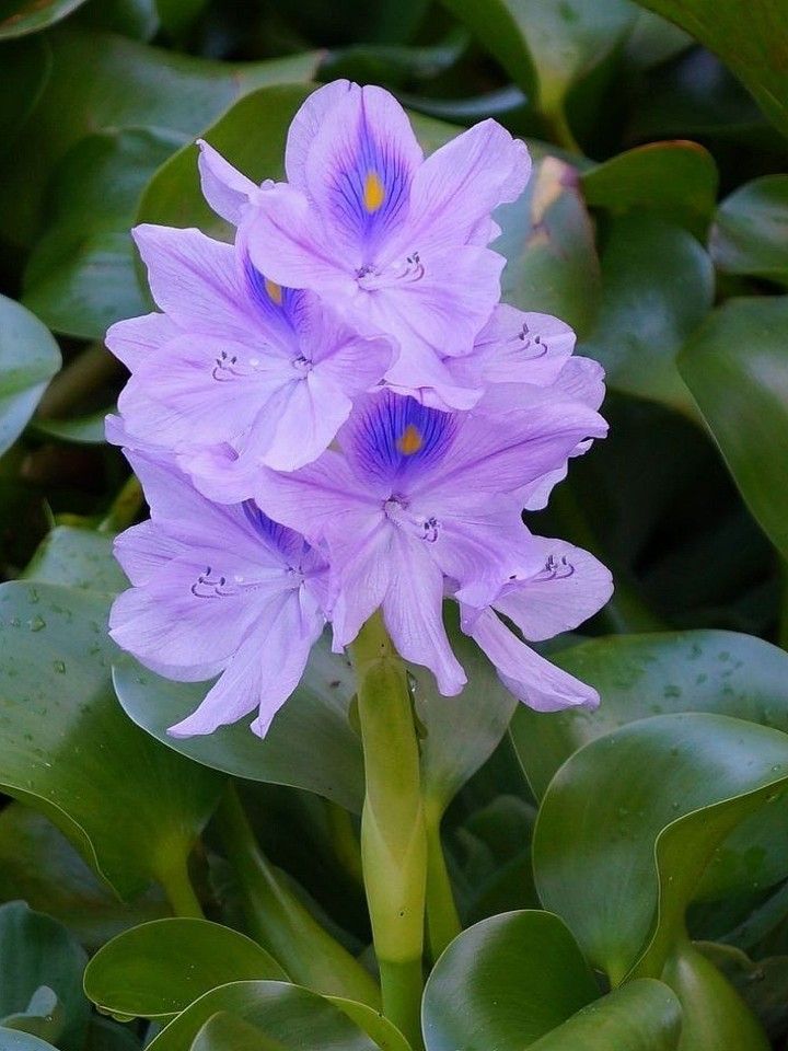 Hoa Lục Bình