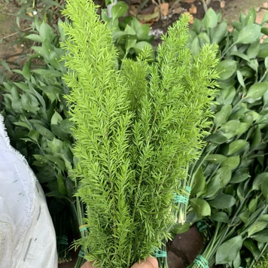Lá Đuôi Chồn