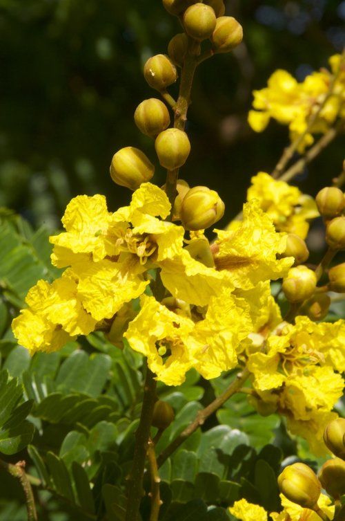 Hoa Phượng Vàng