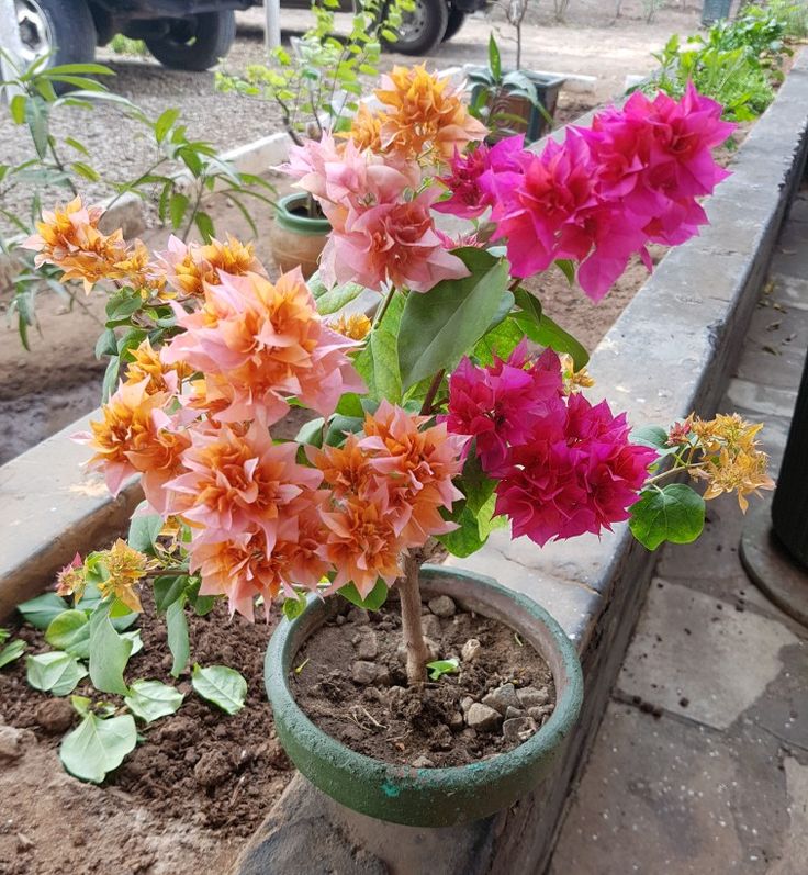 Hoa Giấy