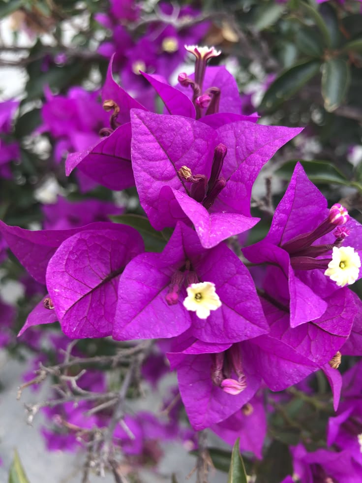 Hoa Giấy Tím Huế