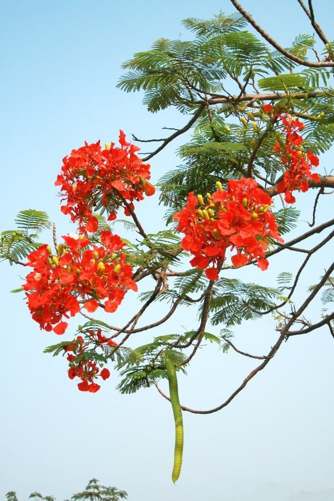 Hoa Phượng 