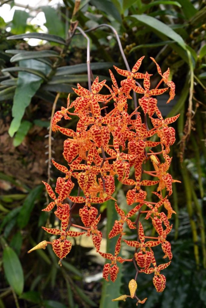 Hoa Lan Huyết Nhung