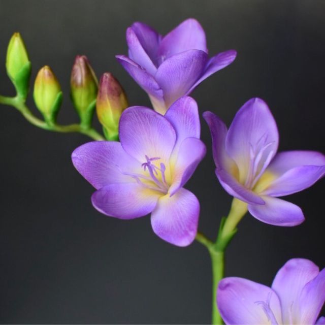 Hoa Lan Nam Phi Tím 