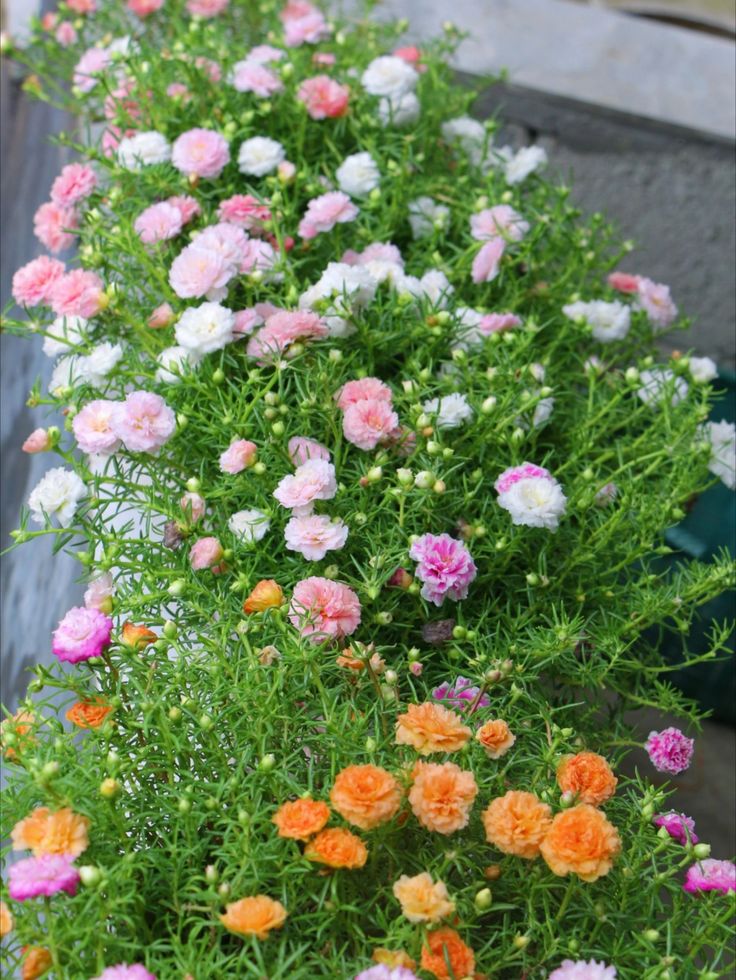 Hoa Mười Giờ
