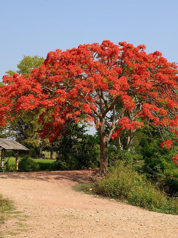 Hoa Phượng 