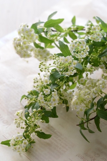 Hoa Tiểu Tú Cầu