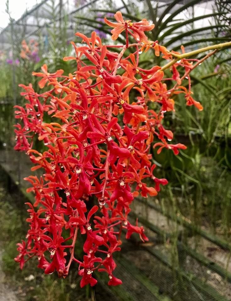 Hoa Lan Huyết Nhung