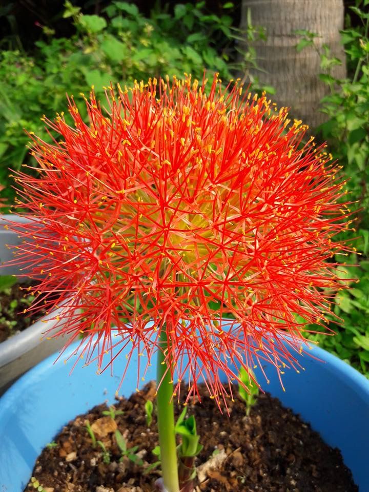 Hồng Tú Cầu