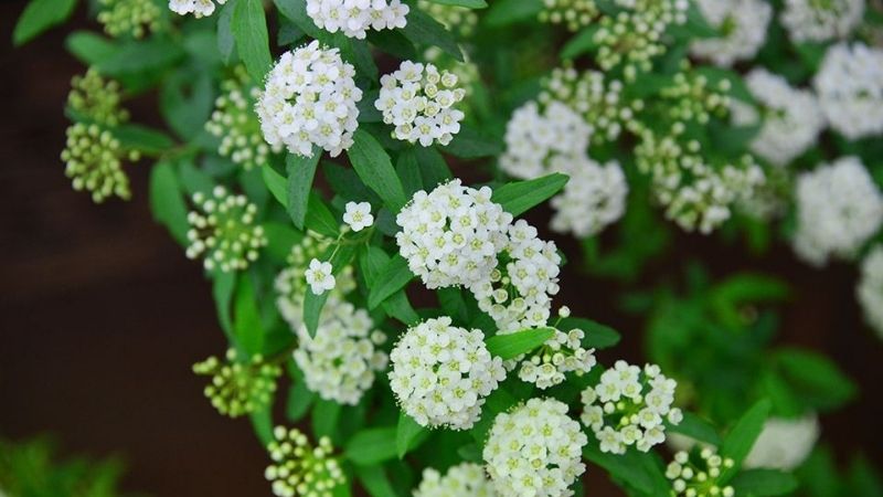 Hoa Tiểu Tú Cầu