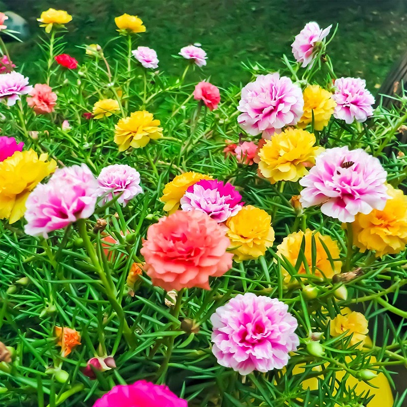 Hoa Mười Giờ Mỹ