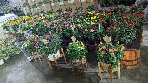 Dalat Hasfarm - Tiệm Hoa Hoa Khai Trương Lâm Đồng