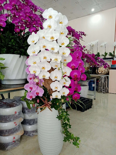 Hoa Lan Hồ Điệp Hợp Nguyễn - Tiệm Hoa Hoa lan hồ điệp Hưng Yên