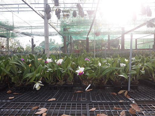 Hoa Lan Quốc Việt - Tiệm Hoa Hoa lan hồ điệp Bình Phước