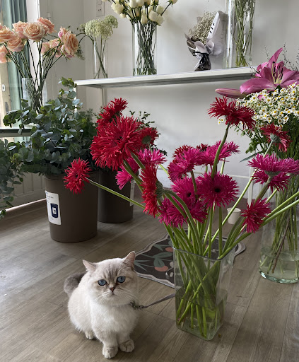 DREAM FLORISTS - Tiệm Hoa Tươi Trong Mơ - Tiệm Hoa Hoa Khai Trương Lâm Đồng