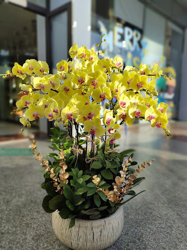 Shop Hoa Tươi TiTi- Điện hoa Kon Tum - Tiệm Hoa Hoa lan hồ điệp Kon Tum