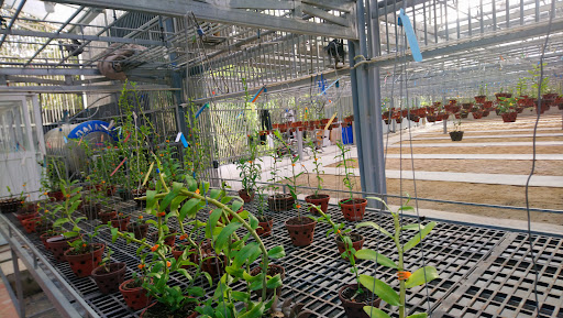 Hoa Lan Bình Phước - Tiệm Hoa Hoa lan hồ điệp Bình Phước