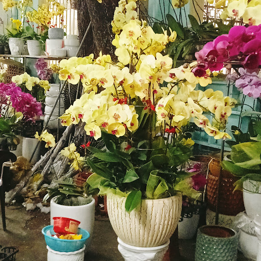 Vườn lan lộc hồng, - Tiệm Hoa Hoa lan hồ điệp Thừa Thiên Huế