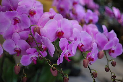 Shop hoa Lan Hồ Điệp - Thủy Orchids - Tiệm Hoa Hoa lan hồ điệp Gia Lai