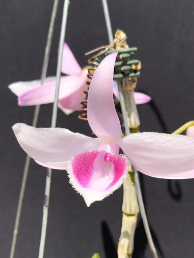 HOA LAN Minh Thắng - Tiệm Hoa Hoa lan hồ điệp Bình Phước