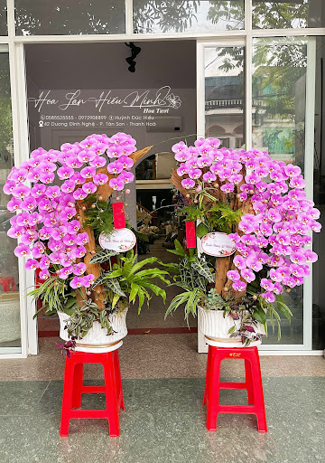 Hoa Lan Hồ Điệp Thanh Hoá - Hiếu Minh - Tiệm Hoa Hoa lan hồ điệp Thanh Hóa