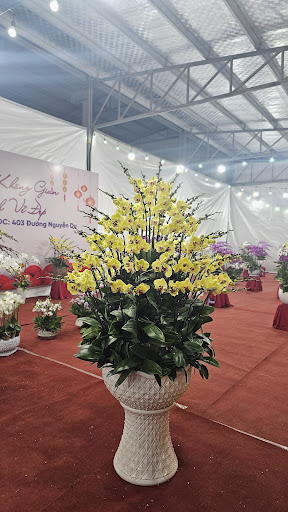 Lan Hồ Điệp Việt Trì - Tiệm Hoa Lan Hồ Điệp Phú Thọ