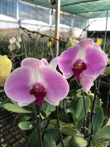 Vườn Hoa Lan Hồ Điệp Đức Điền - Tiệm Hoa Hoa lan hồ điệp Gia Lai