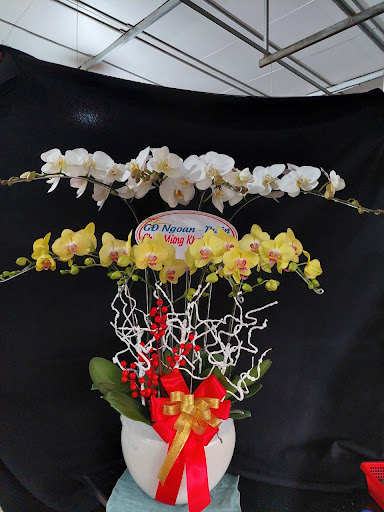 Shop Hoa Lan Hồ Điệp Long Xuyên - Linh Flower - Tiệm Hoa Hoa lan hồ điệp An Giang