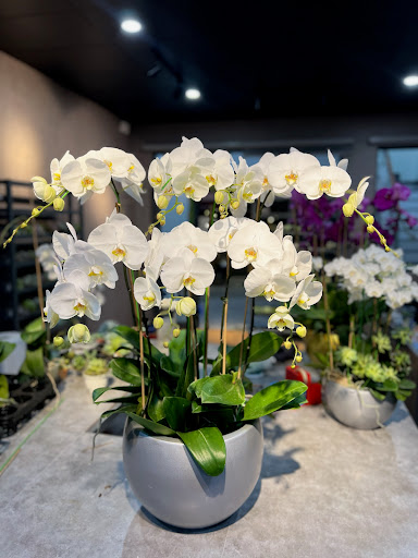 LAN HỒ ĐIỆP - Ben Tre Orchids - Tiệm Hoa Hoa lan hồ điệp Bến Tre