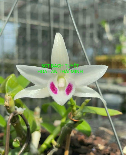 Hoa Lan Thái Minh - Tiệm Hoa Hoa lan hồ điệp Kon Tum