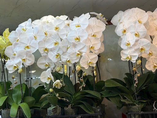 Lan Hồ Điệp & Hoa Đám Tang Bến Tre - Tiệm Hoa Hoa lan hồ điệp Bến Tre