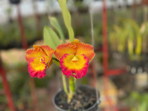 Hoa Lan Hải BP - Tiệm Hoa Hoa lan hồ điệp Bình Phước