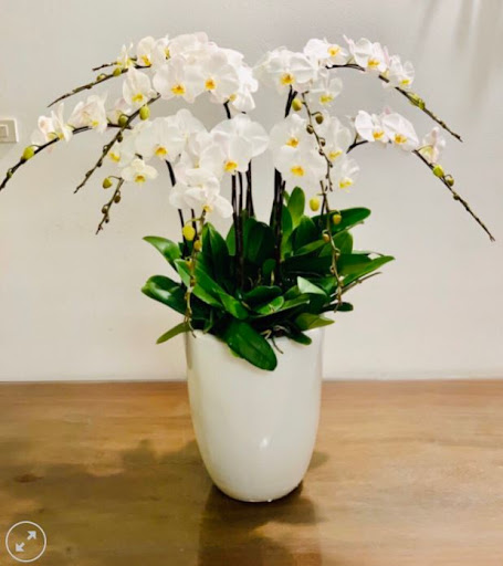 Shop Hoa Lan Hồ Điệp Biên Hòa - Linh Flower - Tiệm Hoa Hoa lan hồ điệp Đồng Nai